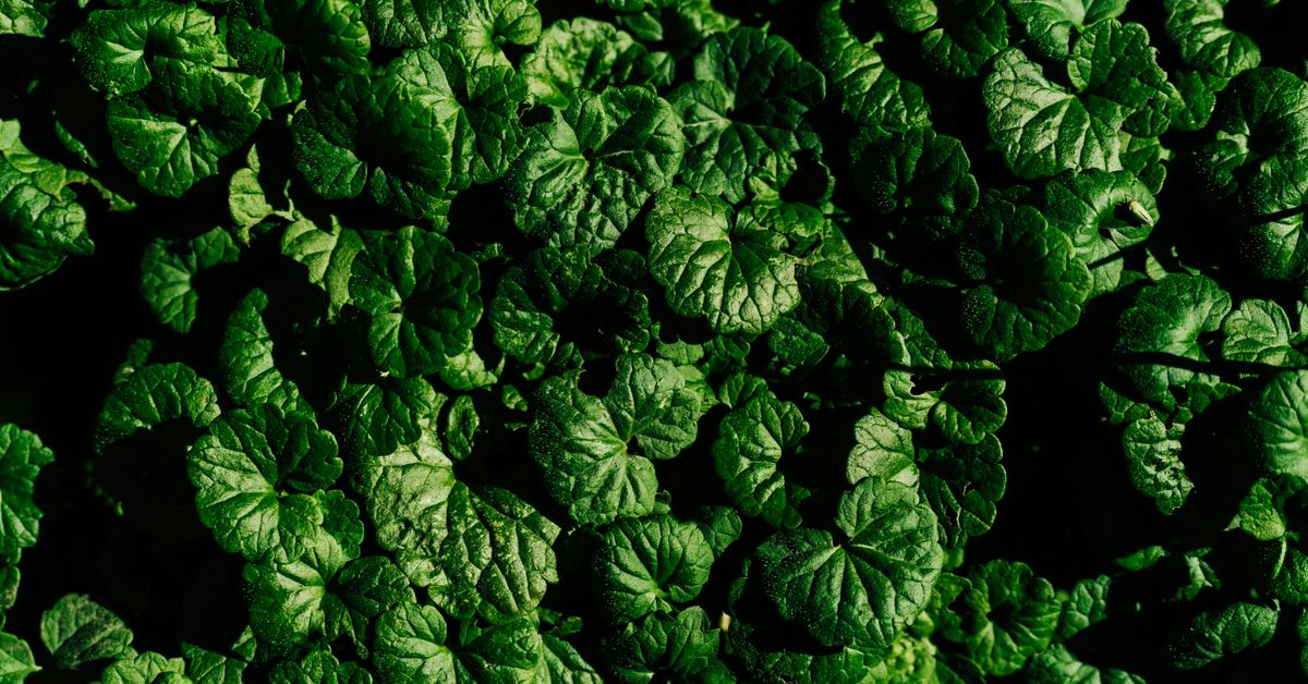Healthy Eating Nutrient-Dense Recipes for a Balanced Diet