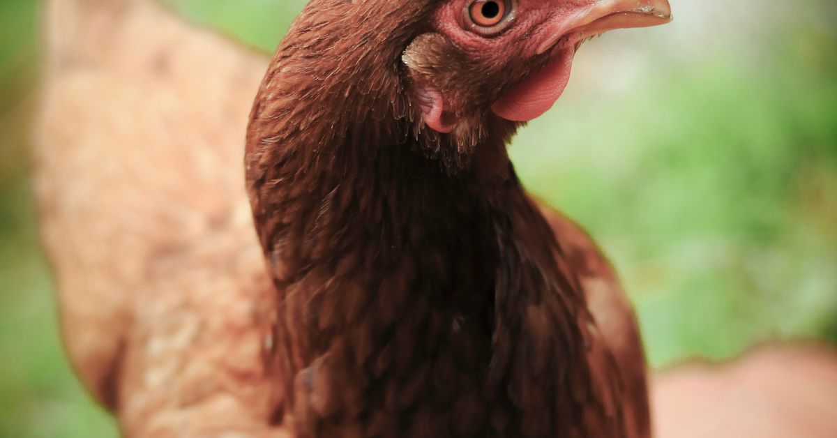 Coq au Vin Recipes French Chicken Stew
